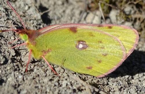 Colias alfacariensis